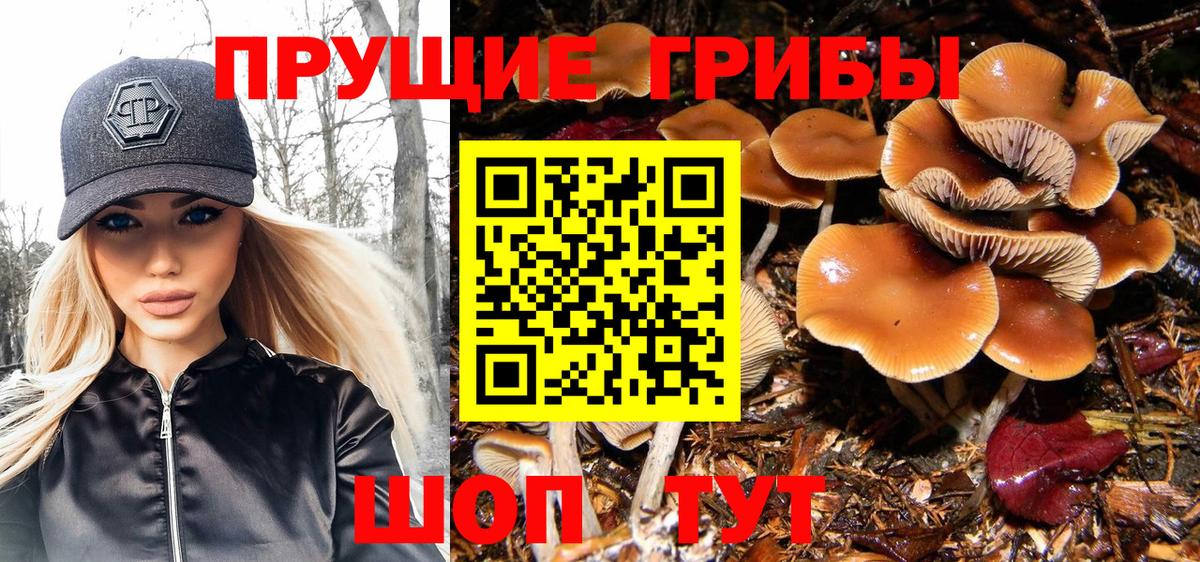 Минусинск  Псилоцибиновые грибы Cubensis  Вход с VPN 